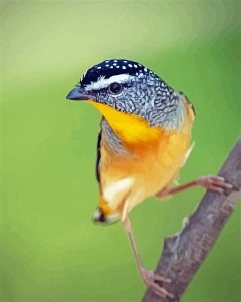 Aesthetic Pardalote Illustration Diamond Painting Diamondpaintpro