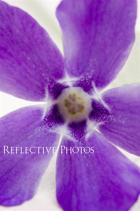 Purple Periwinkle Close Up Rebekah Nemethy Author Narrator Magick