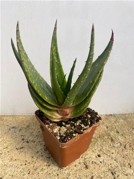 Aloe Chlorantha Tafelberg Fraserburg ‘ben Truter 10cm Cnd Nursery