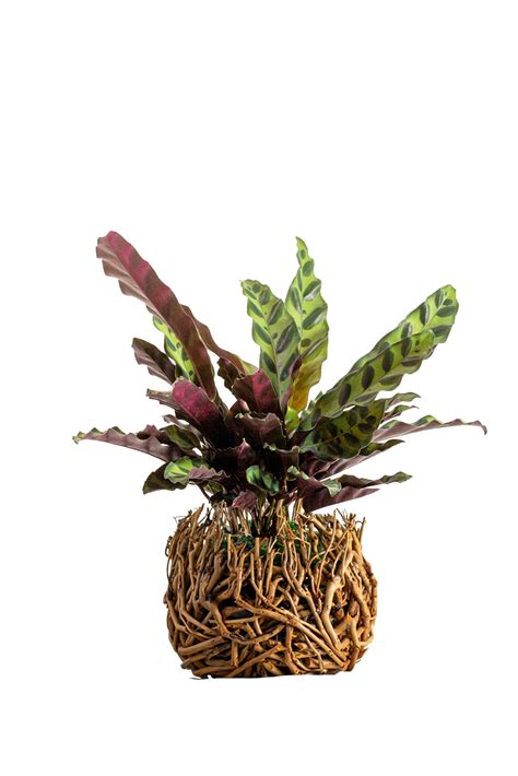 Wild Roots Live Calathea Rattlesnake House Plants At Lowes