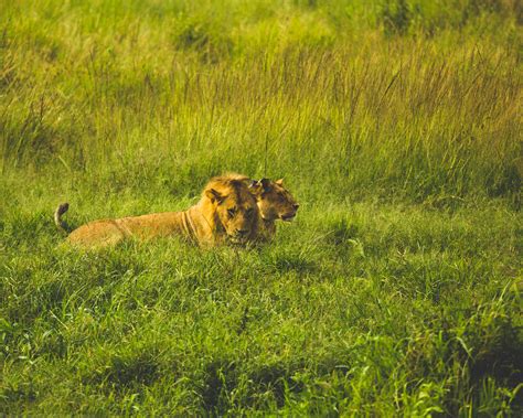 Lion seen on a safari in Tanzania | Tanzania safari, Tanzania, Tanzania