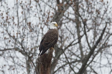 (More) Lower Dam Eagles – Mark Schaefer Photography