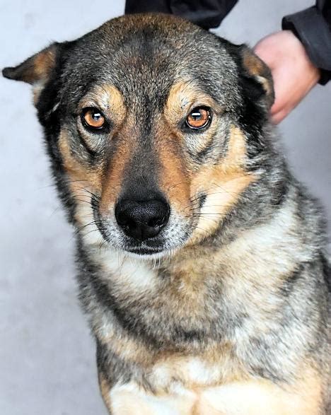 Narek Sch Ferhund Mischling R De Geb Braune Augen