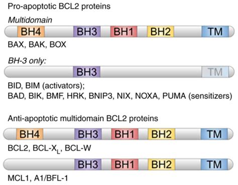 BCL2regulated Apoptotic Process In Myocardial Ischemiareperfusion