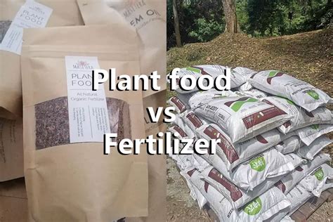 Difference Between Plant Food And Fertilizer Amaze Vege Garden