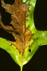 Oak: Anthracnose | Hortsense | Washington State University