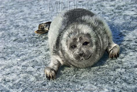 Minden Pictures Baby Baikal Seal Pusa Sibirica On Ice Endemic