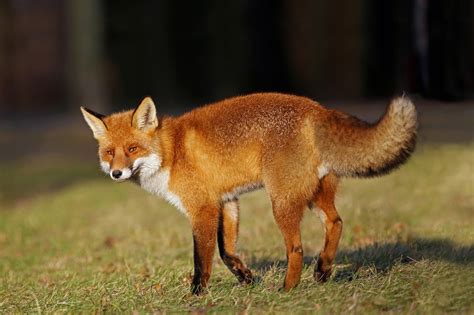 Над 2000 безплатни снимки за Fox и Лисица - Pixabay