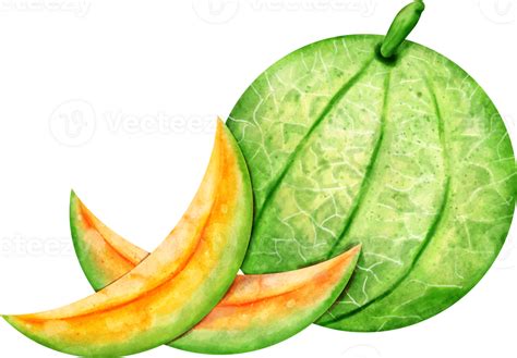 Watercolor Melon Fruit 23324353 Png