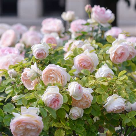 Palais Royal® | Roses' Name