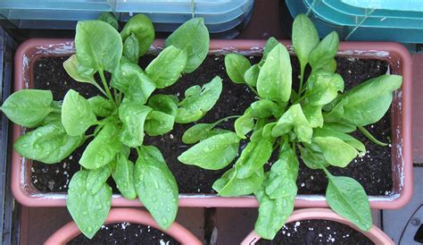 Como Se Cultivan Las Espinacas En El Huerto Y Que Propiedades Tienen