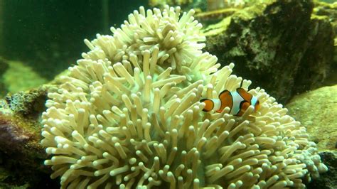 Clownfish And Anemone Mutualism YouTube