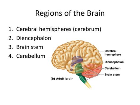 Regions Of The Brain Cerebrum