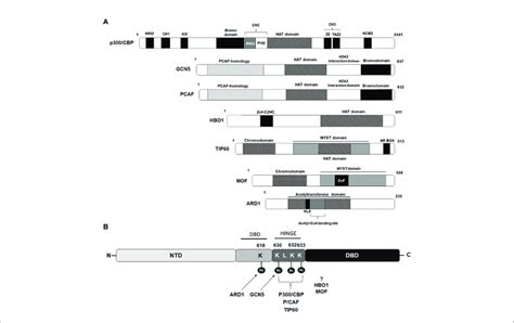 Schematic Diagram Depicting Domains Of Lysine Acetyl Transferases