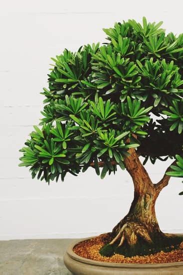 Come Curare Il Bonsai Mondo Bonsai