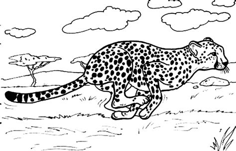 Baby Cheetah Coloring Pages With Mom Coloring Free Coloring Free