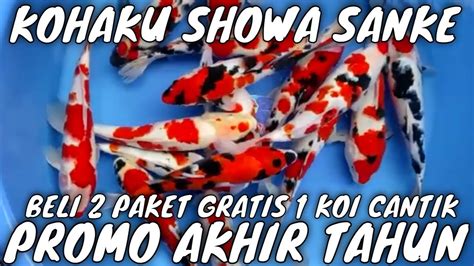 Promo Akhir Tahun Beli Paket Bonus Koi Cantik Kohaku Showa