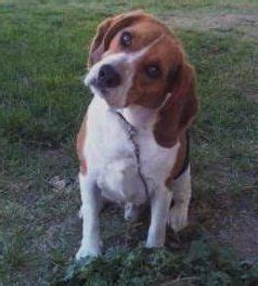 Beagle Ears | Care | Shape | Infections | Cleaning