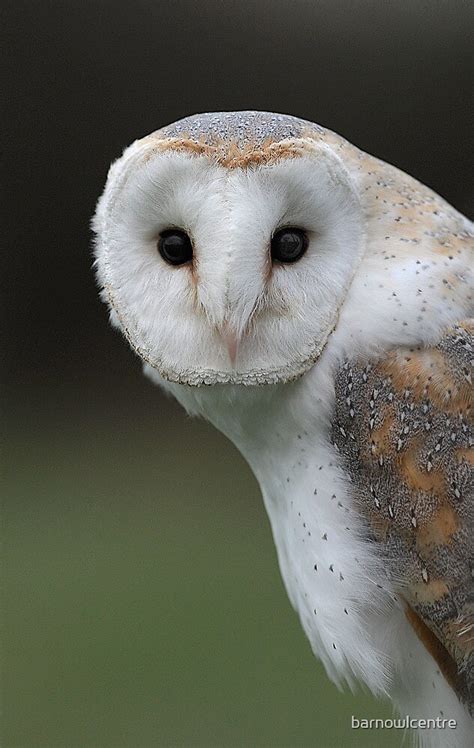 barn owl  barnowlcentre redbubble