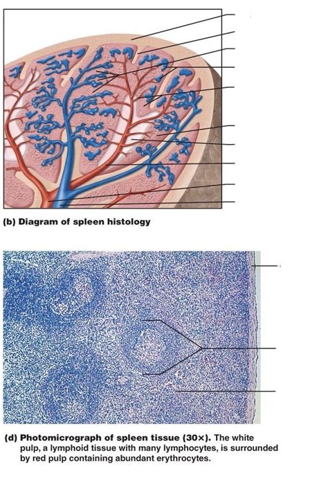 Spleen Diagram Quizlet