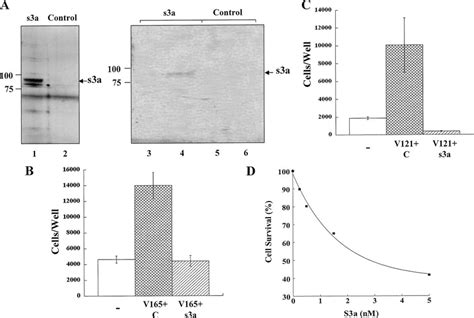 Purification Of Recombinant Sema A And Its Effect On Vegf Vegf