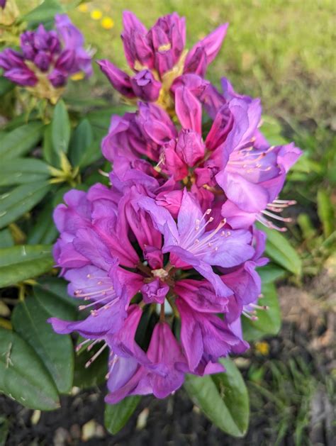 Shrubs - Planting Rhododendron - HubPages