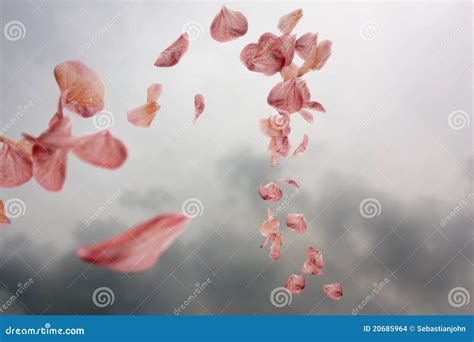 Floating Petals Stock Photo Image Of Blowing Flying 20685964