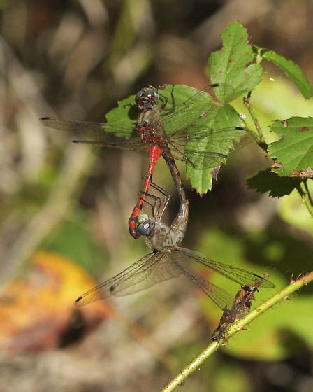 Blue Faced Meadowhawk Sympetrum Ambiguum Bugguide Net