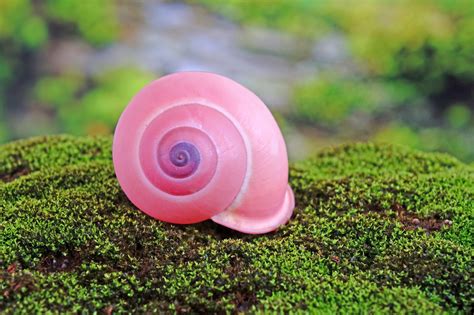 52 Of The Most Colorful Snails In The World Color Meanings