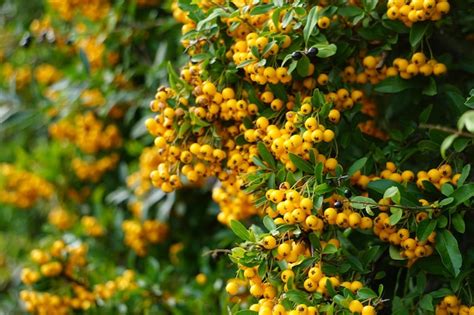 Premium Photo Close Up Of Rowanberry Growing On Tree