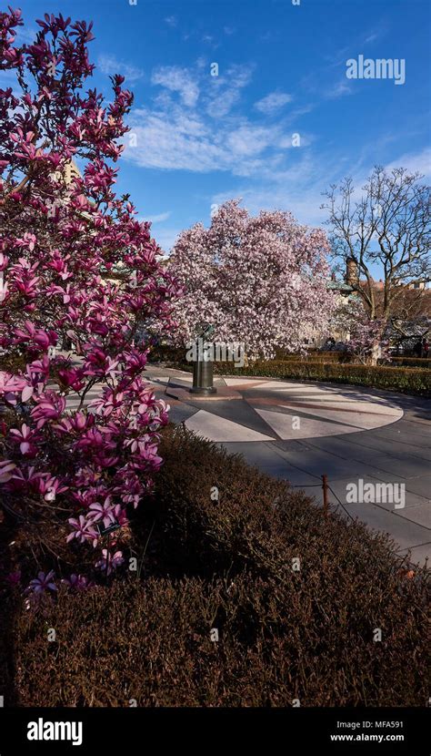 Cherry Blossom season at the Brooklyn Botanical Garden Stock Photo - Alamy