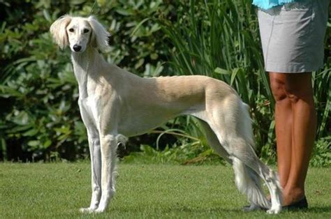 Saluki Breed | Dog Breeds | Dog Breeders Gallery 125