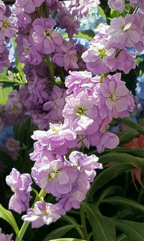 purple stock flower meaning - Zulema Wayne