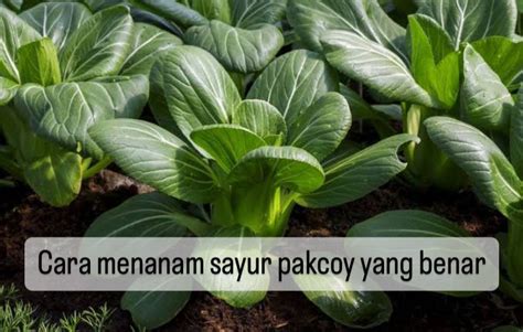 Begini Cara Menanam Sayur Pakcoy Yang Benar Nomor Siapkan Lahan