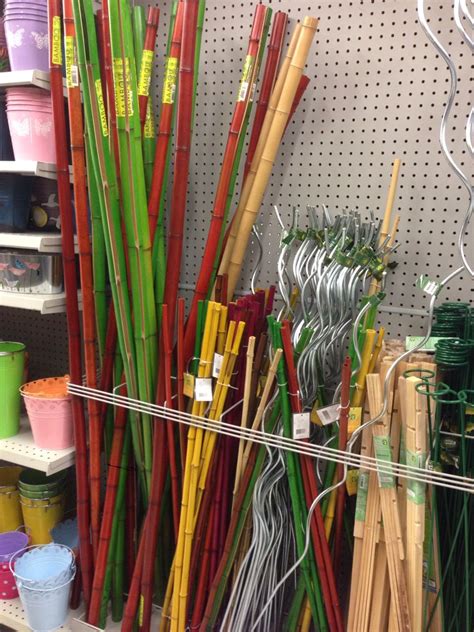 Large Bamboo Stalks At Dollarama Kemptville Bamboo Stalks Baseball