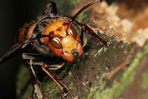 Prirodzený Svet Buddha Bees And The Giant Hornet Queen S25e08