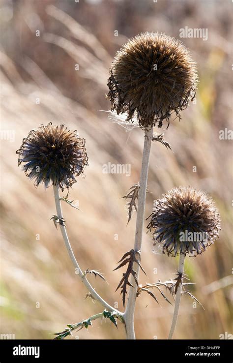 Spherical Seed Heads Of Globe Thistle Echinops Stock Photo Alamy