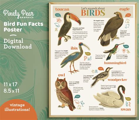 Interesting Information About Birds 12
