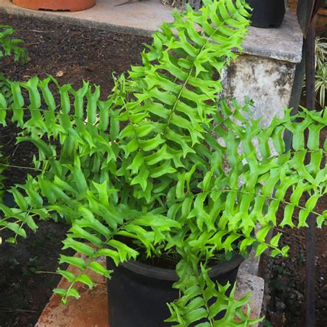 Fish Tail Fern (Nephrolepis biserrata) | Tooth Mountain Nursery