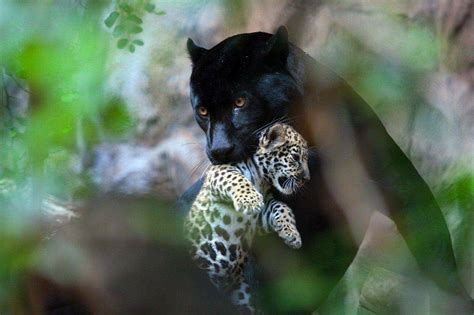 A black panther with its spotted jaguar cub. A black panther is just ...