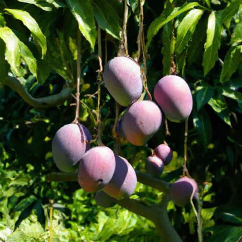 How to Grow Miyazaki Mango from Scratch: A Step-by-Step Cultivation Guide