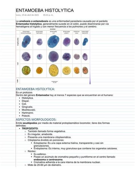 Entamoeba Histolytica Medicinazip Udocz