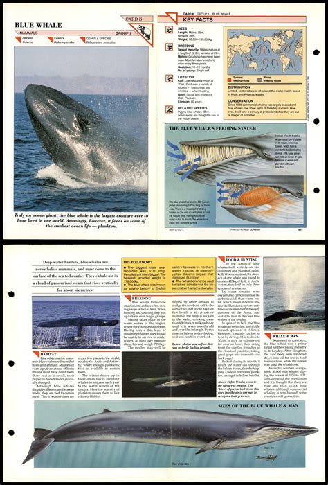 Blue Whale 8 Mammals Wildlife Fact File Fold Out Card