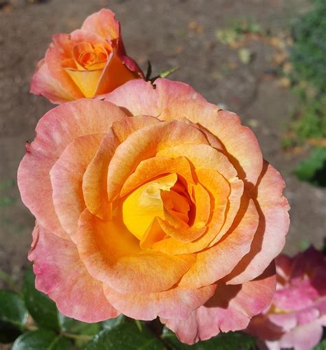 Floribunda Roses Northland Rosarium