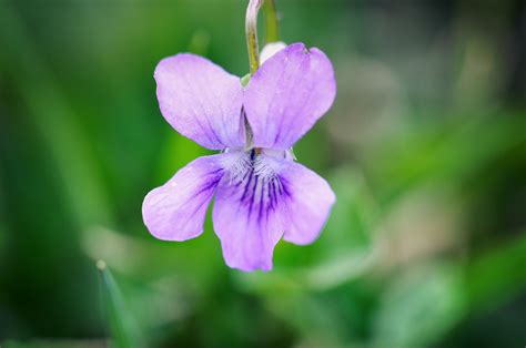 Kostenlose foto Natur blühen Blume lila Blütenblatt Grün