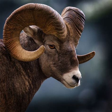 Colorado State Animal Rocky Mountain Bighorn Sheep Colorado