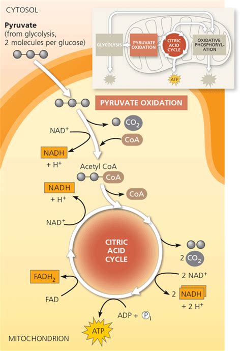 Cellular Respiration Made Easy