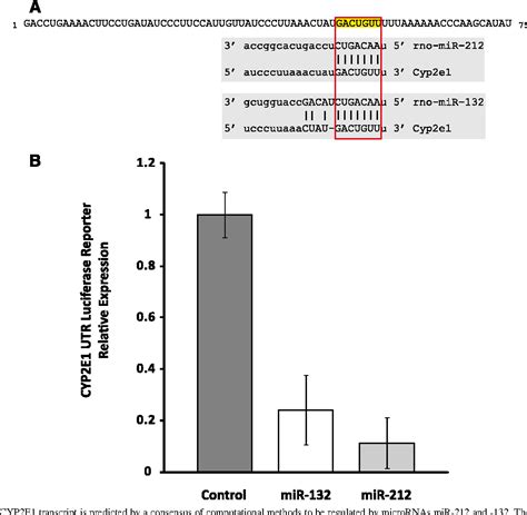 Figure From Insights Into Insulin Mediated Regulation Of Cyp E Mir