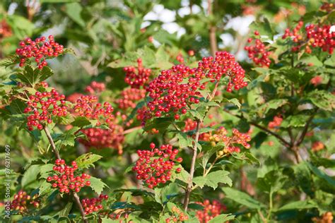 Wolliger Schneeball Viburnum Lantana Stock Photo Adobe Stock