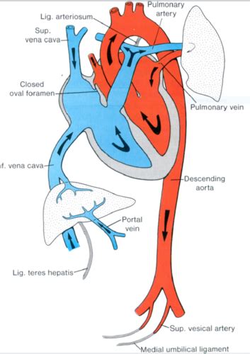 Fetal Circulation And Changes At Birth Wk 2 Flashcards Quizlet